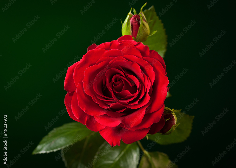 Fototapeta premium close up of red rose on dark green background