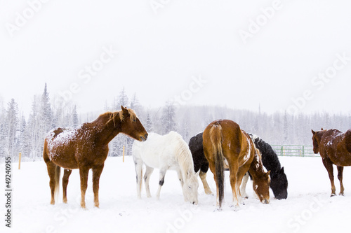 Horses photo