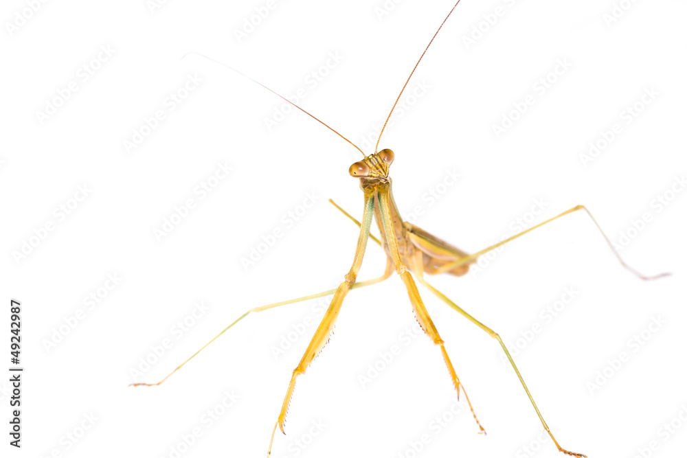 Praying Mantis isolated on white background Praying Mantis isolated on white background