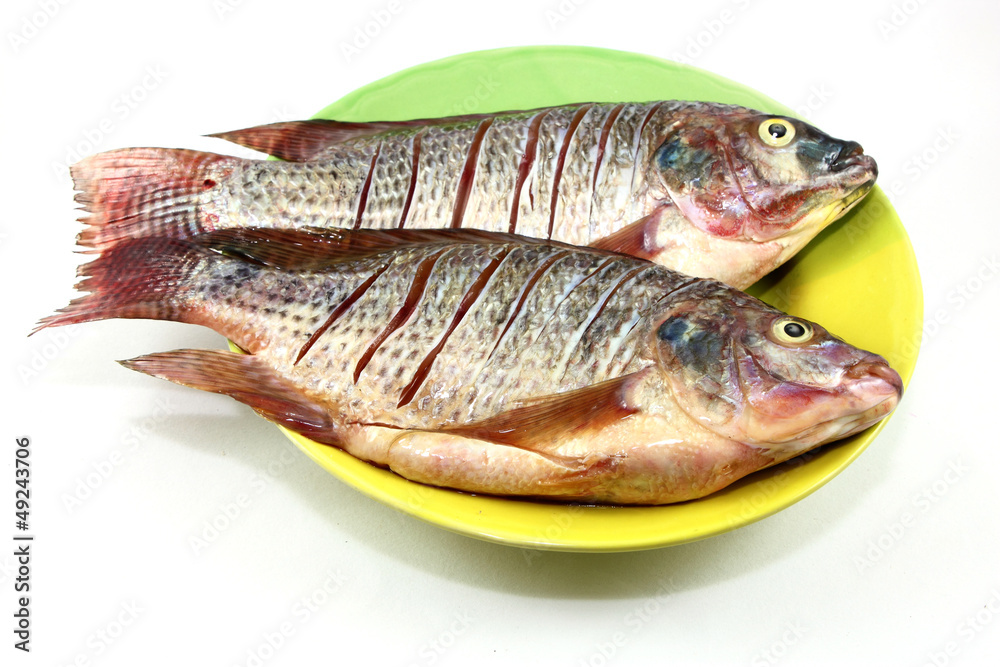 tilapia