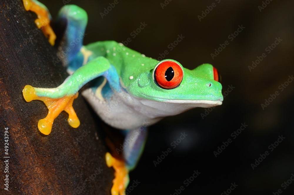 Fototapeta red-eye frog Agalychnis callidryas in terrarium