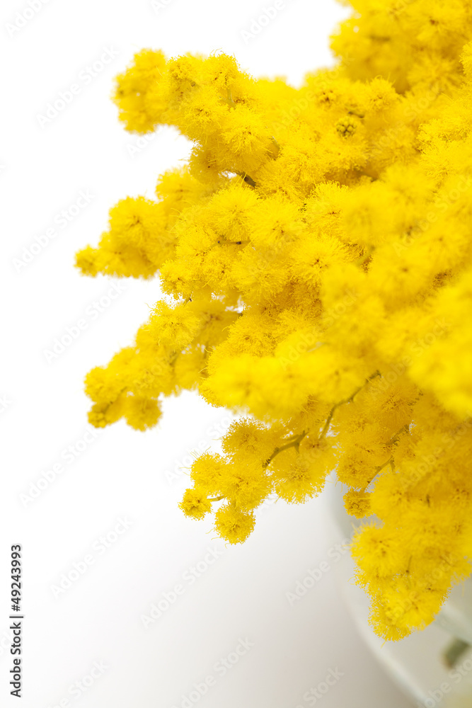 mimosa in a glass glass vase