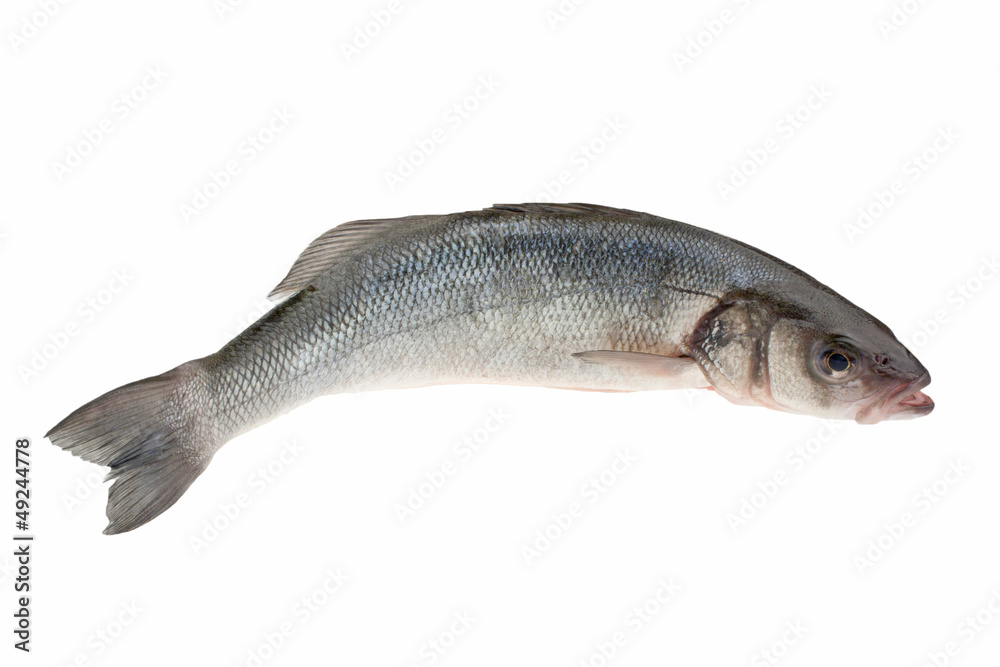 Spigola Spigola