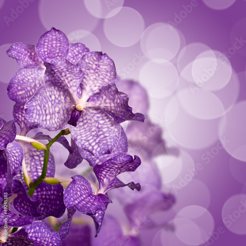 Fototapeta Naklejka Na Ścianę i Meble -  Orchidée Vanda, carré fond violet