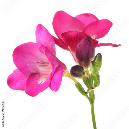 Fototapeta Naklejka Na Ścianę i Meble -  Pink freesia flower, isolated on white