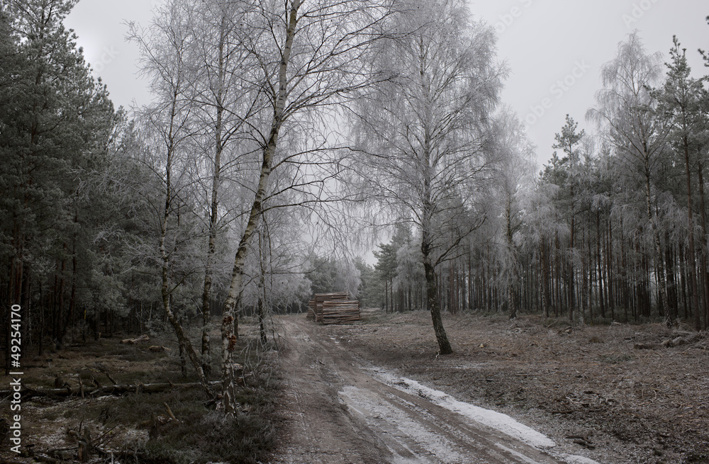 Obraz premium Holzweg_III