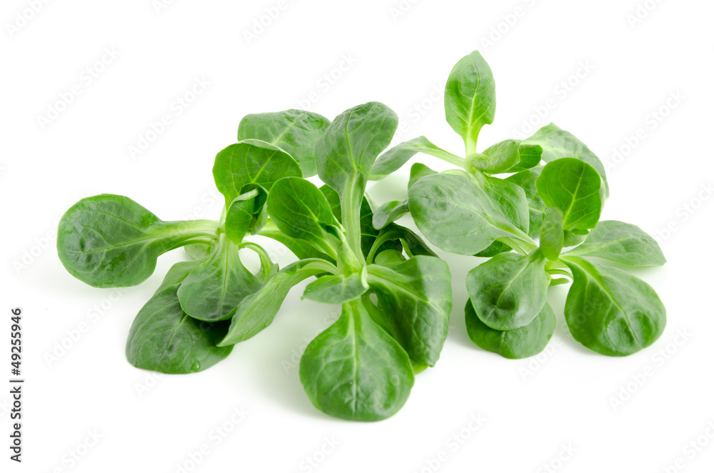 Feldsalat Feldsalat