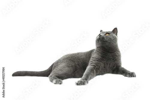 British Shorthair cat, isolated on a white background