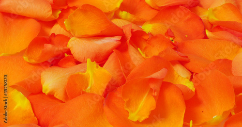 Orange fiery rose petals  texture  horizontal background