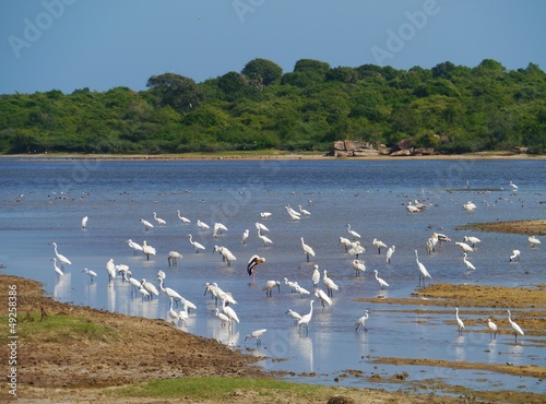 White birds in a pool in the Yala national park in Sri Lanka