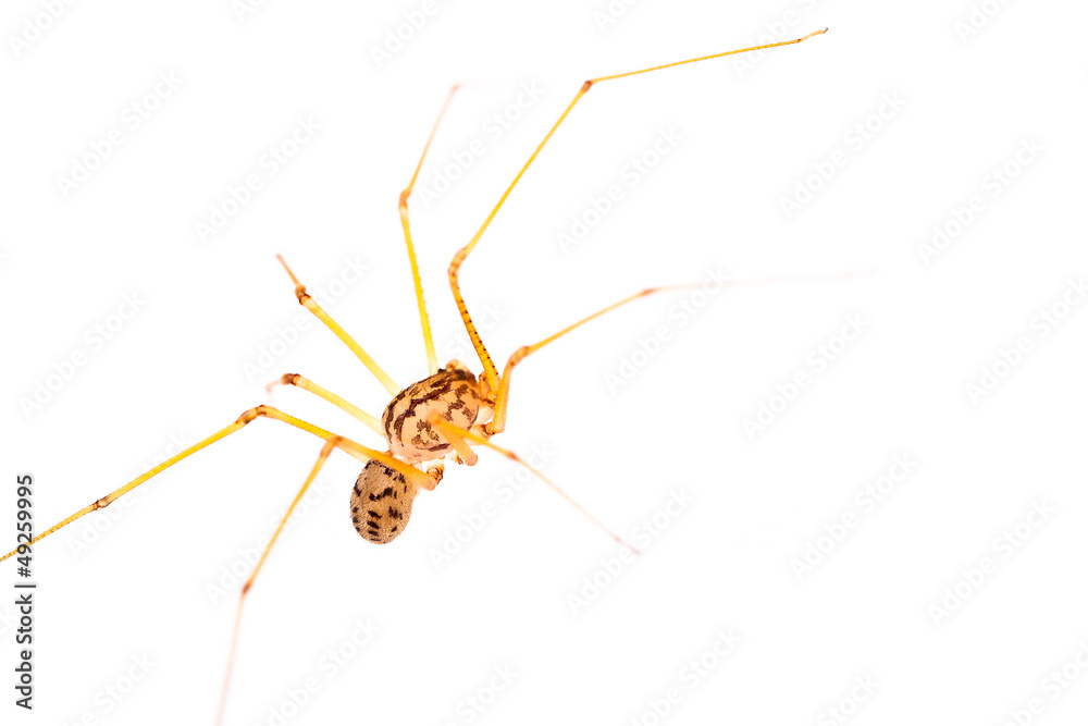 Long-legged spider macro Long-legged spider macro