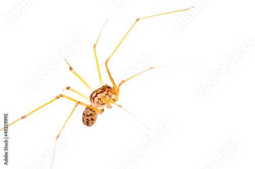 Long-legged spider macro