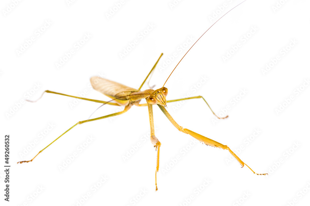 Praying Mantis isolated on white background Praying Mantis isolated on white background