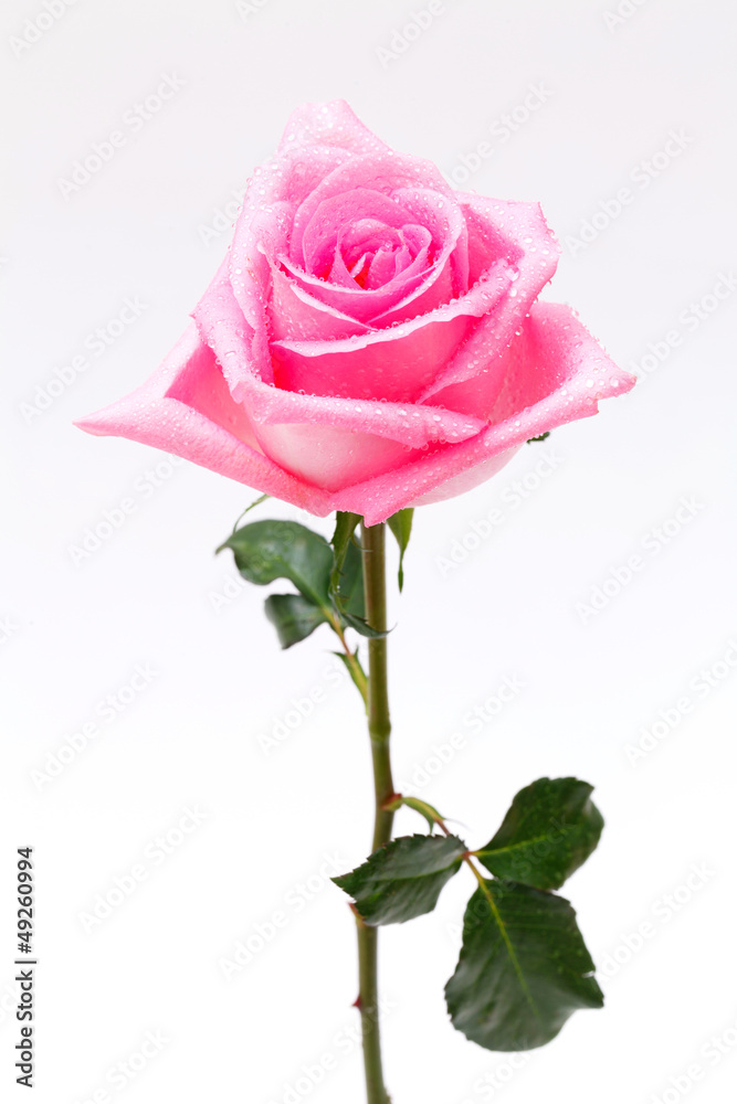 Fototapeta premium pink rose