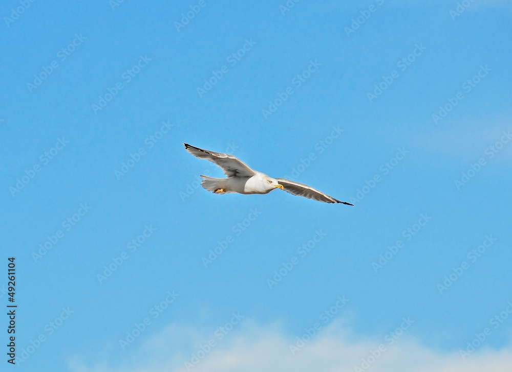 Big seagull flying in the blue sky