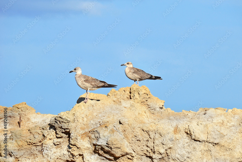 Fototapeta premium Big seagull on rock in Odessa, Ukraine