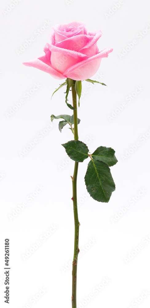 Obraz premium pink rose