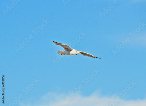 Big seagull flying in the blue sky
