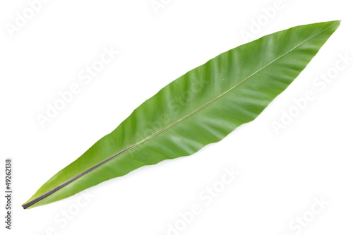 bird’s nest fern