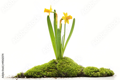 Daffodils with moss