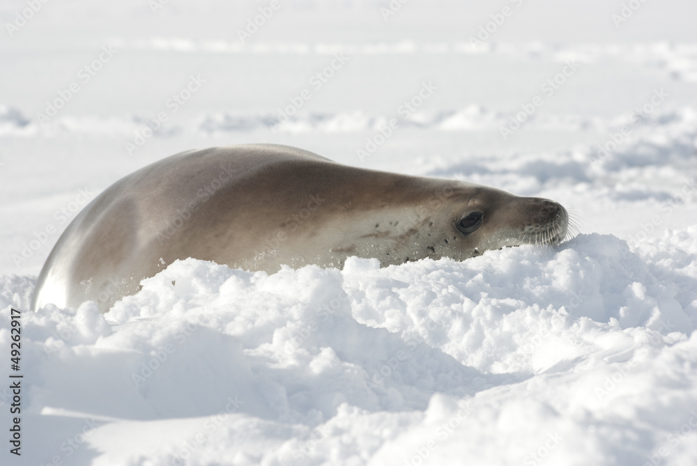 Obraz premium Resting crabeater seal.