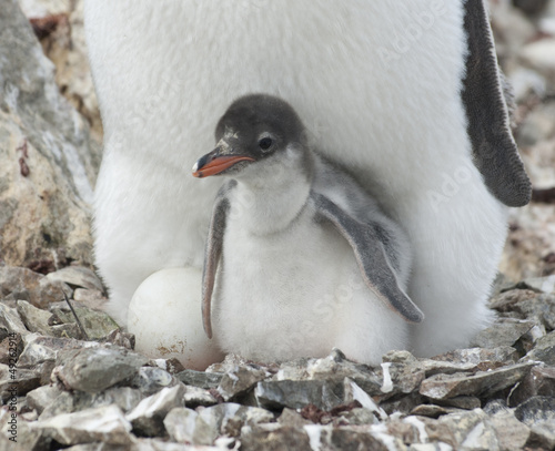 Penguin chick in the nest.