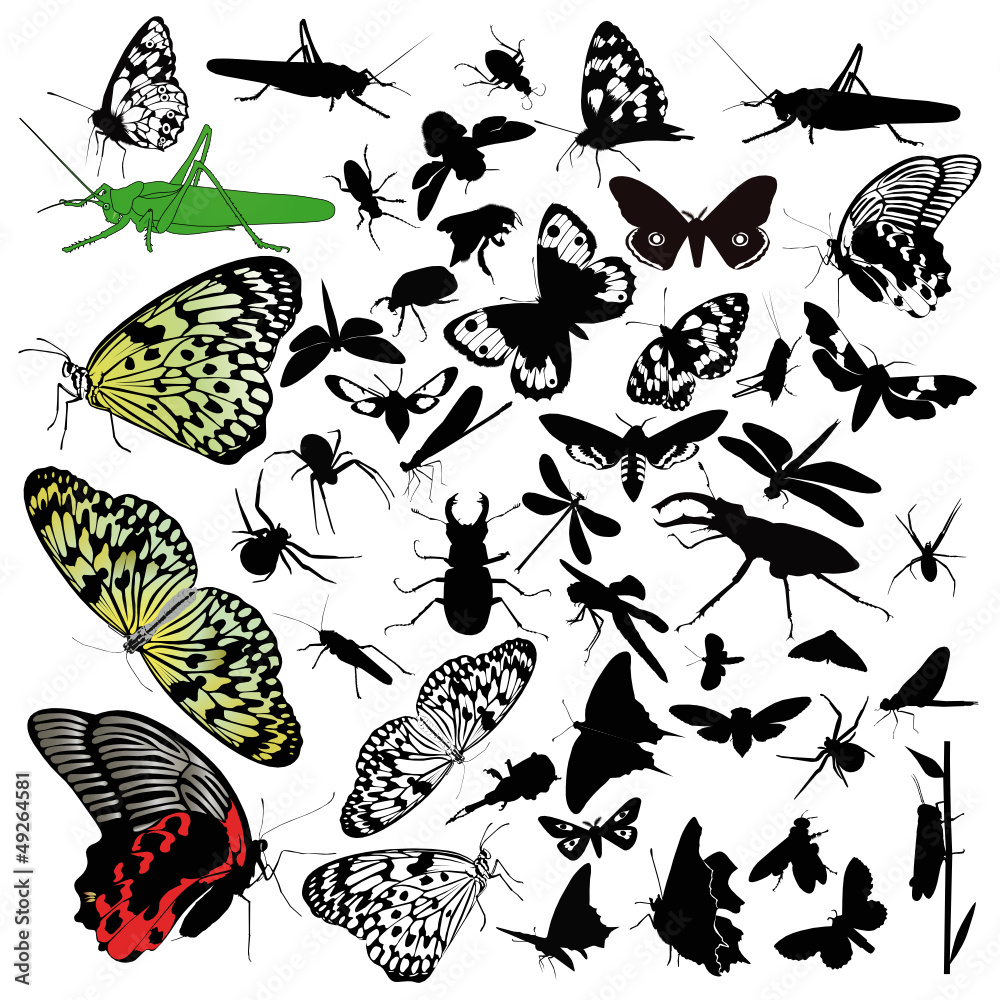 Obraz premium insects animals butterfly