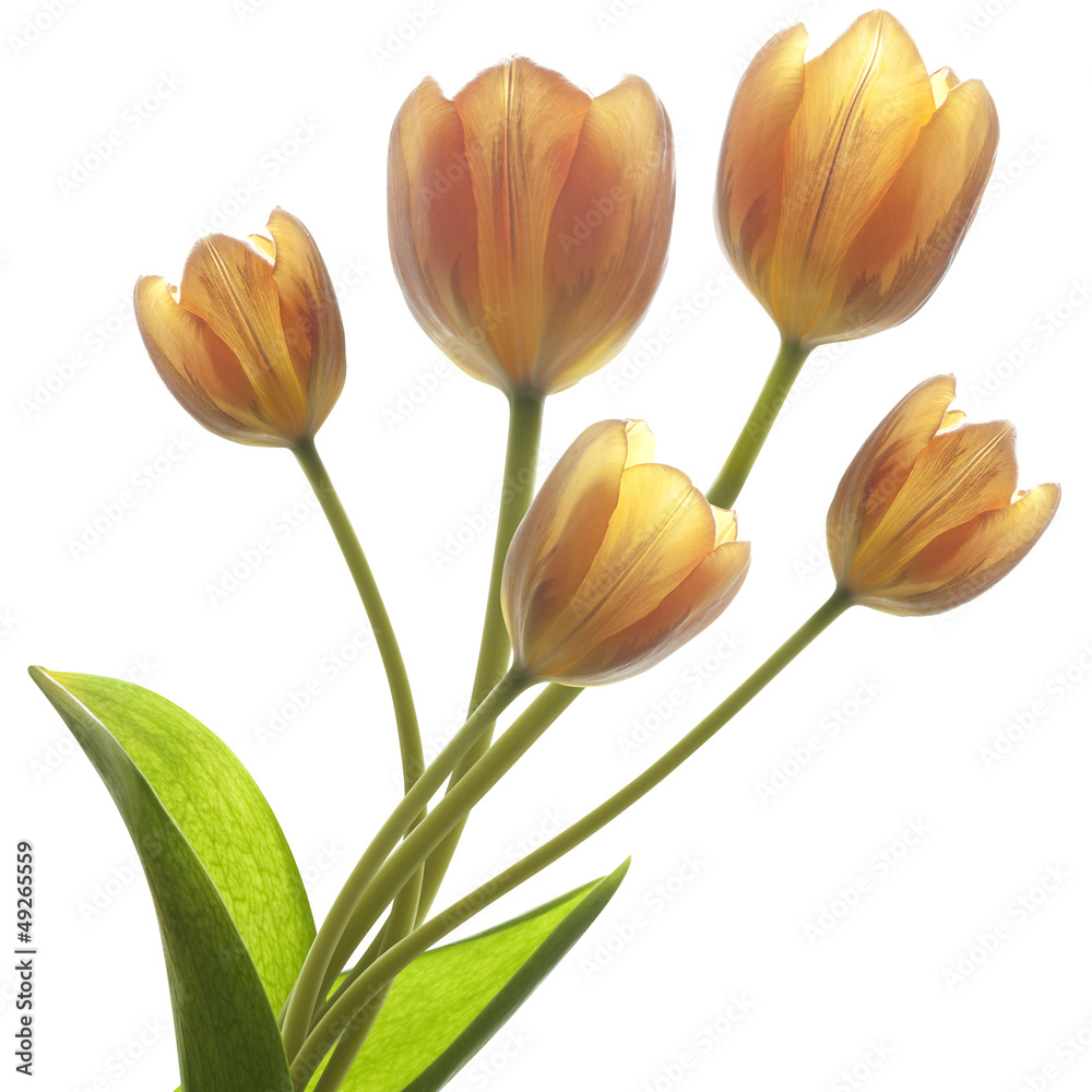Fototapeta premium Orange Tulips