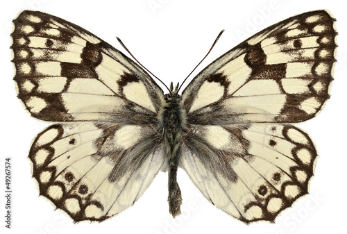 Isolated Esper's Marbled White butterfly