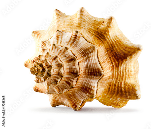 Spiked seashell.