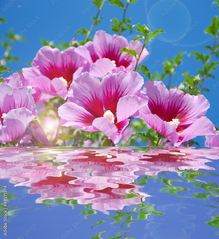 Obraz premium HIBISCUS ROSA SYRIACUS, ROSA DE SIRIA