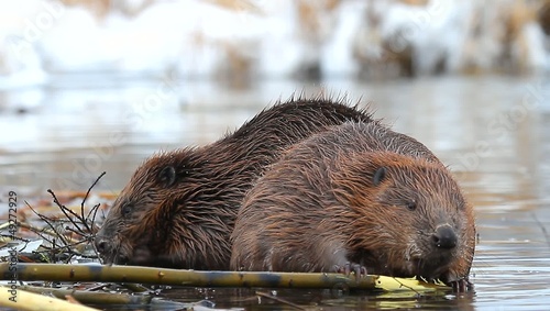 shot of a wild beaver near lake, nature series photo