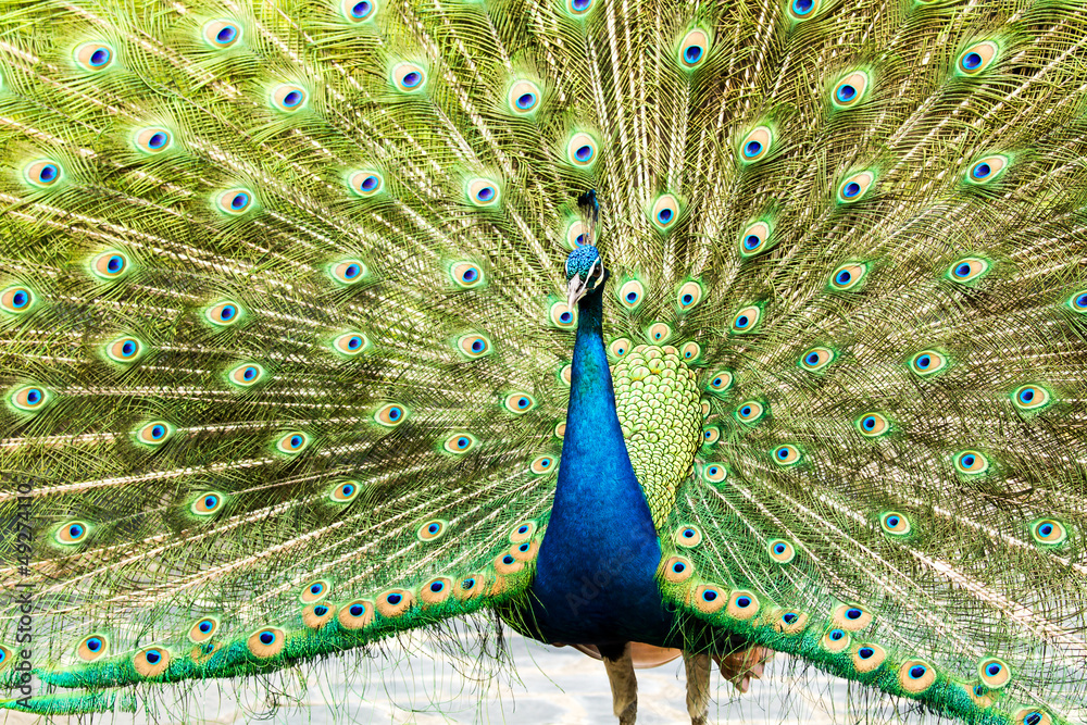 Naklejka premium blue peacock in nightsafari chiangmai Thailand