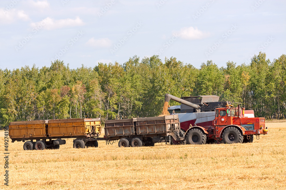 Fototapeta premium harvesting crops