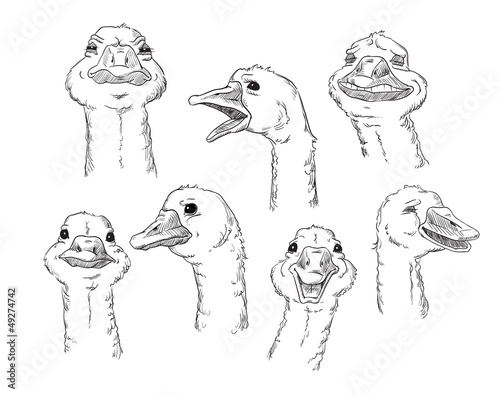 goose with different facial expressions