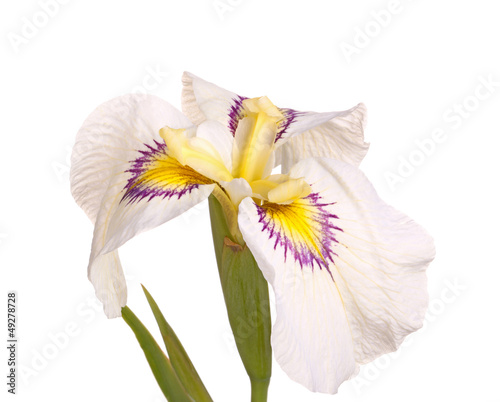 Fototapeta Naklejka Na Ścianę i Meble -  White, purple and yellow flower of a pseudata iris