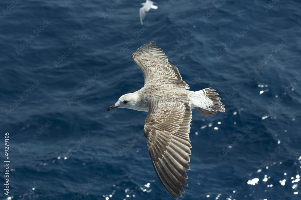 Obraz premium seagull flying over the sea