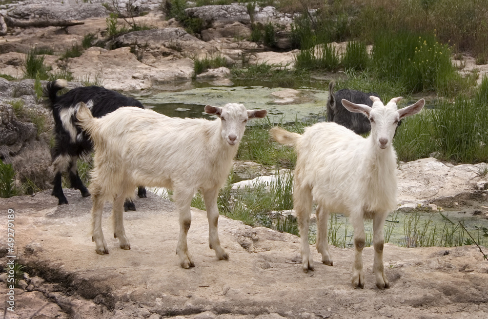 goats grazing goats grazing
