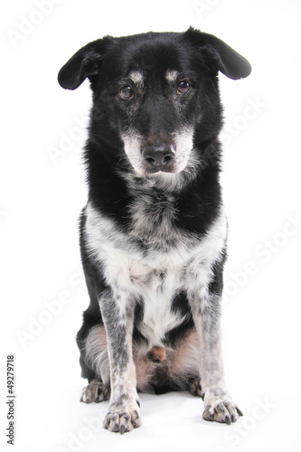 Hund  Schwarz