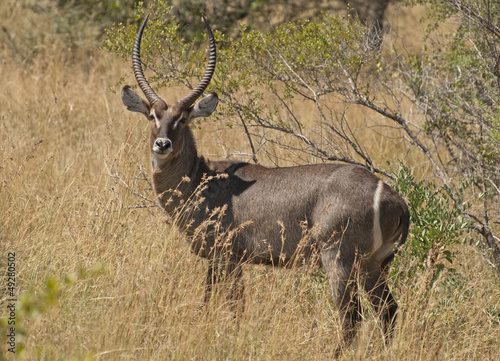 Waterbuck