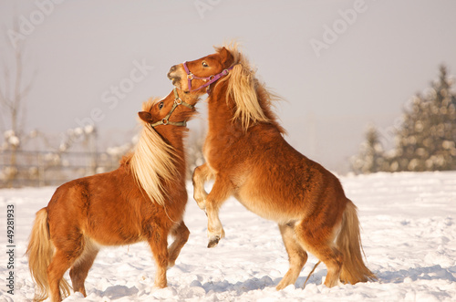 two horses playing in the snow