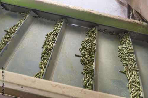 Alfalfa for fodder