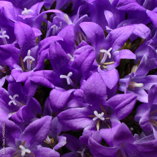 Violet bellflowers macro closeup