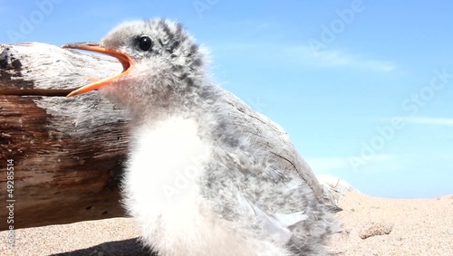 baby bird ща common tern photo