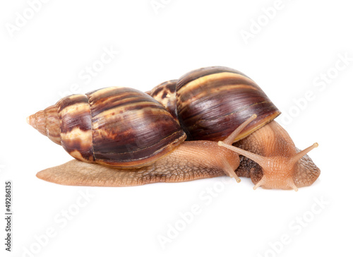 Two snails crawl on white background, macro photo