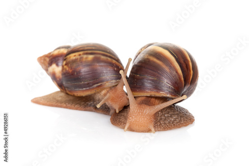 Two snails isolated on white background, closeup photo