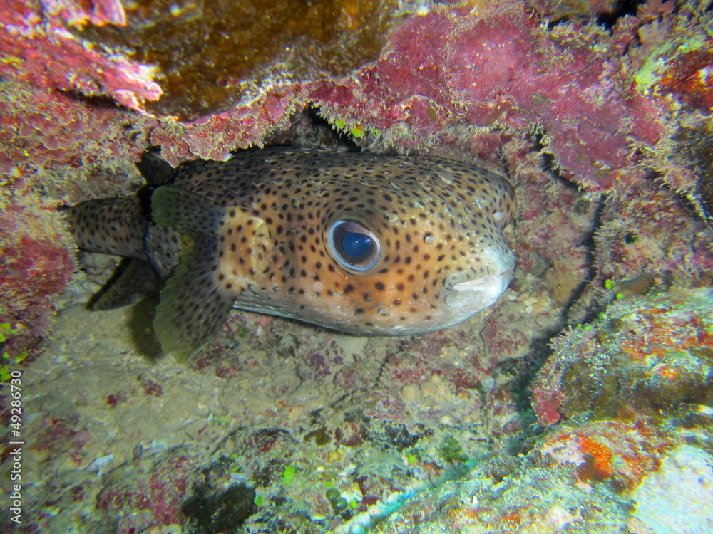 Poisson globe Poisson globe