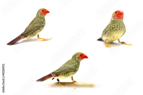 Star Finch - Neochmia ruficauda in front of a white background