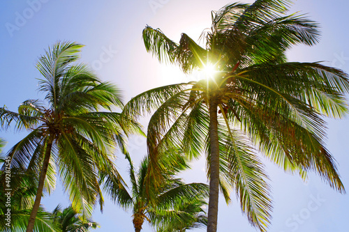 Palm trees and sunshine.