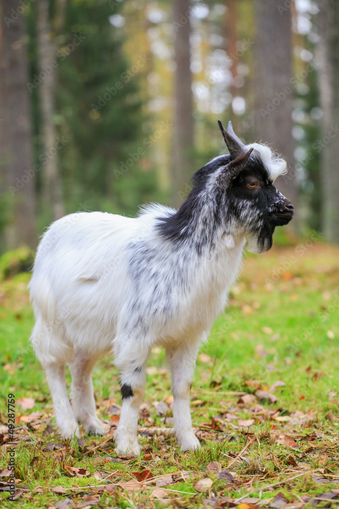 Domestic dwarf goat on field in autumn